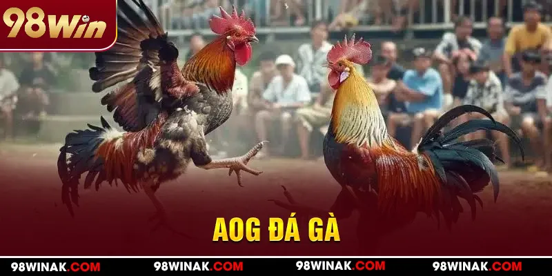 AOG Đá gà 98WIN