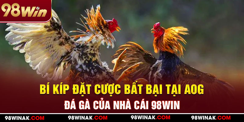 Bí kíp đặt cược bất bại tại AOG đá gà của nhà cái 98WIN