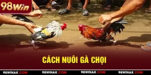 Cách nuôi gà chọi tại 98WIN