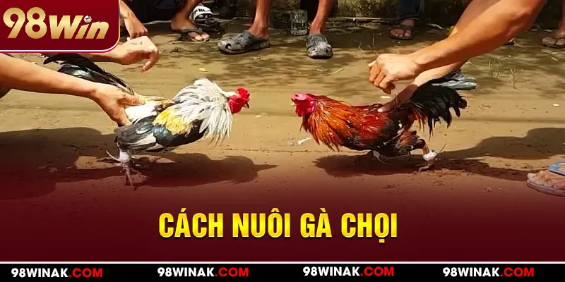 Cách nuôi gà chọi tại 98WIN