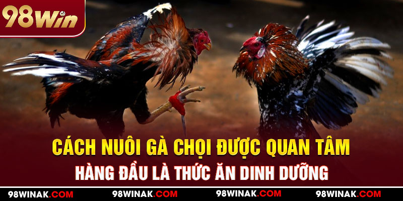 Cách nuôi gà chọi được quan tâm hàng đầu là thức ăn dinh dưỡng