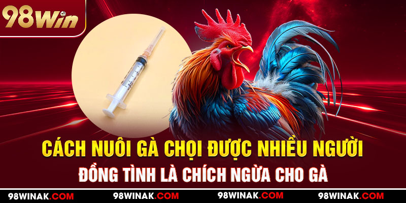 Cách nuôi gà chọi được nhiều người đồng tình là chích ngừa cho gà