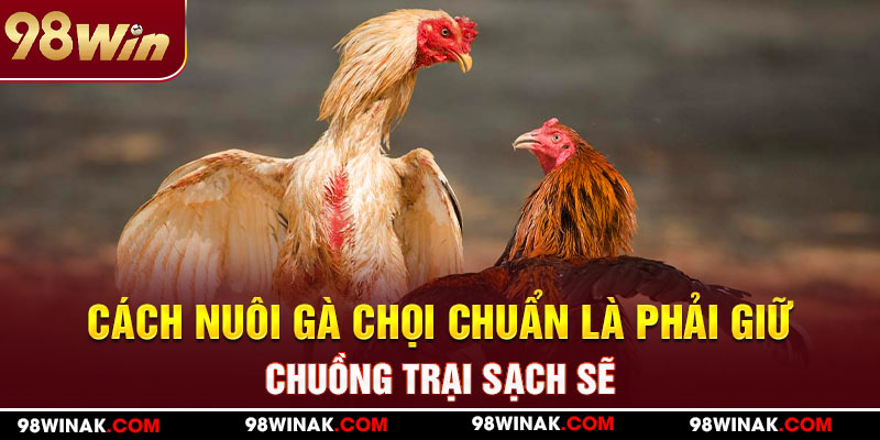 Cách nuôi gà chọi chuẩn là phải giữ chuồng trại sạch sẽ