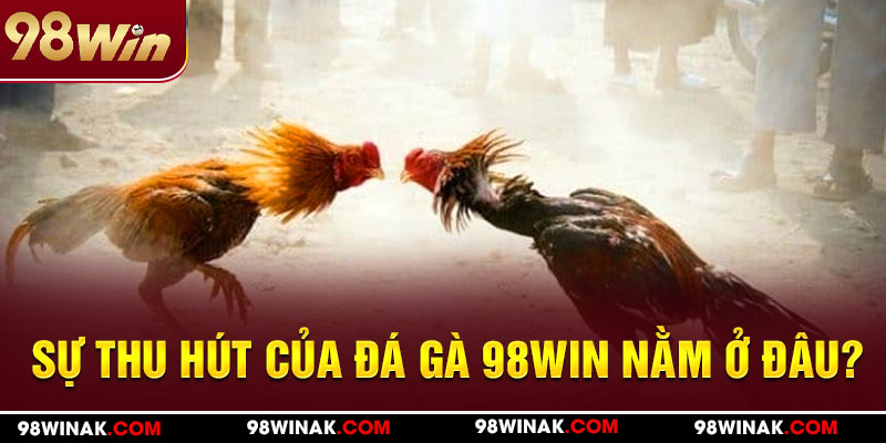 Đá gà 98WIN thu hút mọi cược thủ tham gia